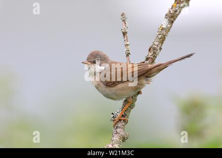 Common Whitethroat (Sylvia communis), Mann sitzt auf einem Ast, Nordrhein-Westfalen, Deutschland Stockfoto