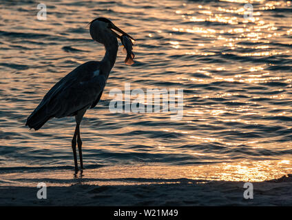 Heron mit Fisch im Schnabel auf dem Atoll Vilamendhoo, Malediven Stockfoto