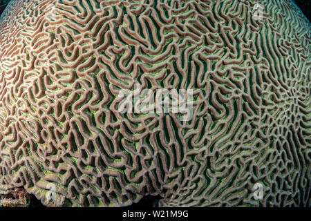 Die Muster der brain Coral (diplora strigosa) auf das Riff in Bonaire, Niederländische Antillen Stockfoto