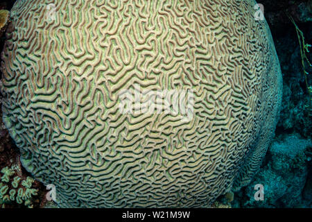 Brain Coral (diplora strigosa) auf das Riff in Bonaire, Niederländische Antillen Stockfoto