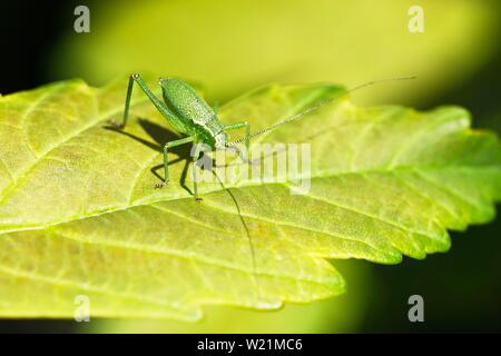 Gesprenkelten Busch - Kricket (Leptophyes punctatissima), Larve auf Blatt, Schleswig-Holstein, Deutschland sitzt Stockfoto