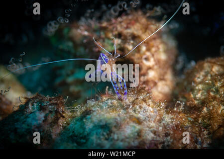 Die strahlend blauen Farben und Muster eines Pedersen Putzergarnelen auf dem Bari Reef Dive Site, Bonaire, Niederländische Antillen Stockfoto