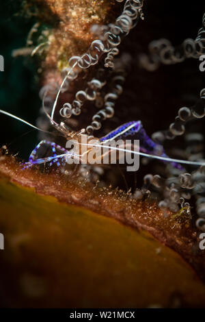 Die strahlend blauen Farben und Muster eines Pedersen Putzergarnelen auf dem Bari Reef Dive Site, Bonaire, Niederländische Antillen Stockfoto