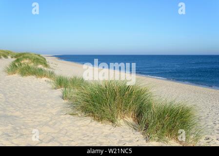 Europäischen Marram Gras (Ammophila arenaria) am Strand, der winkelverschraubung an der Liste, Sylt, Nordfriesische Inseln, Nordsee, Nordfriesland, Schleswig-Holstein Stockfoto