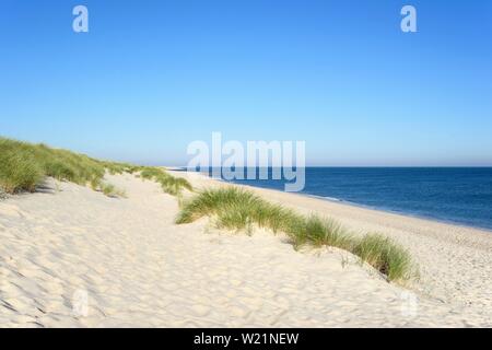Europäischen Marram Gras (Ammophila arenaria) am Strand, der winkelverschraubung an der Liste, Sylt, Nordfriesische Inseln, Nordsee, Nordfriesland, Schleswig-Holstein Stockfoto