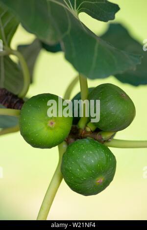 Ficus Baum (Ficus), Zweig mit unreifen Feigen Früchte, Nordrhein-Westfalen, Deutschland Stockfoto