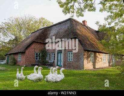 Historische Friesische Haus mit Gänsen, Keitum, Sylt, Nordfriesische Inseln, Nordsee, Nordfriesland, Schleswig-Holstein, Deutschland Stockfoto