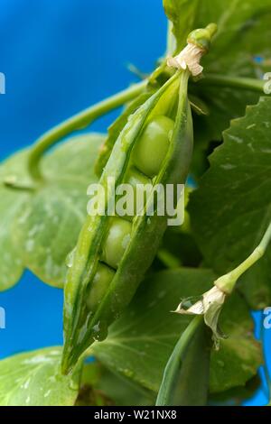 Bersten Blatt eines Snow pea (Pisum sativum saccharatum), Deutschland Stockfoto