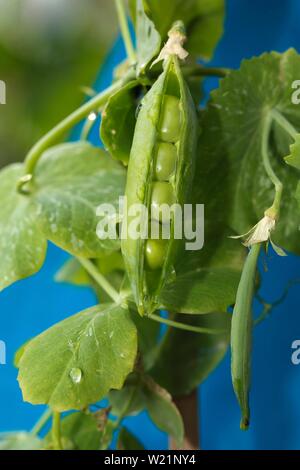 Bersten Blatt eines Snow pea (Pisum sativum saccharatum), Deutschland Stockfoto