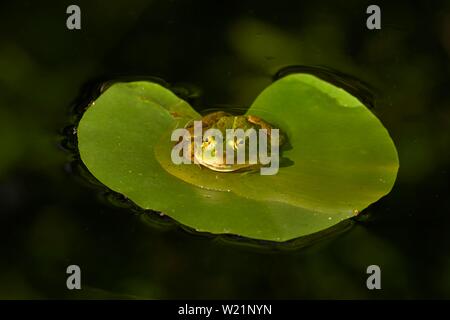 Wasser Frosch (Rana esculenta), sitzen auf einer Seerose Blatt in einem Teich, Kanton Zug, Schweiz Stockfoto