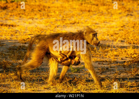 Chacma baboon Frau mit Baby in Botswana, Okavango Delta Stockfoto