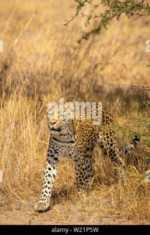 Junge Leopardin Jagd und Fang einer Banded mongoose Mungos Mungo in Mombo Botswana Stockfoto