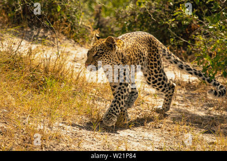 Junge Leopardin Jagd und Fang einer Banded mongoose Mungos Mungo in Mombo Botswana Stockfoto