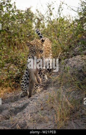 Junge Leopardin Jagd und Fang einer Banded mongoose Mungos Mungo in Mombo Botswana Stockfoto