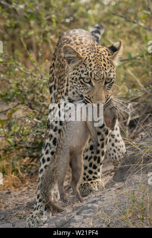 Junge Leopardin Jagd und Fang einer Banded mongoose Mungos Mungo in Mombo Botswana Stockfoto