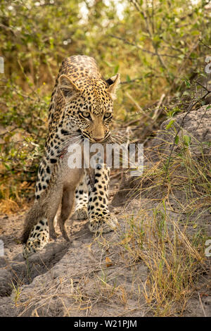 Junge Leopardin Jagd und Fang einer Banded mongoose Mungos Mungo in Mombo Botswana Stockfoto