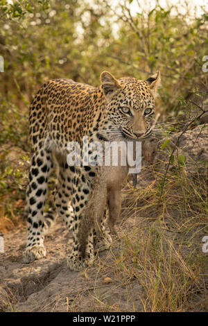 Junge Leopardin Jagd und Fang einer Banded mongoose Mungos Mungo in Mombo Botswana Stockfoto