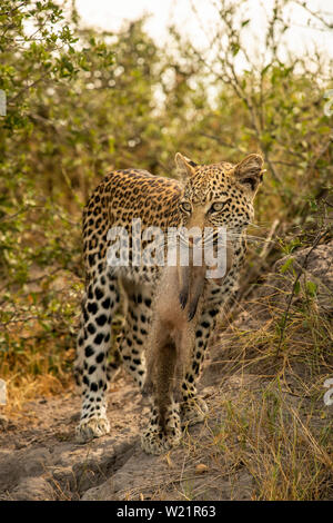 Junge Leopardin Jagd und Fang einer Banded mongoose Mungos Mungo in Mombo Botswana Stockfoto