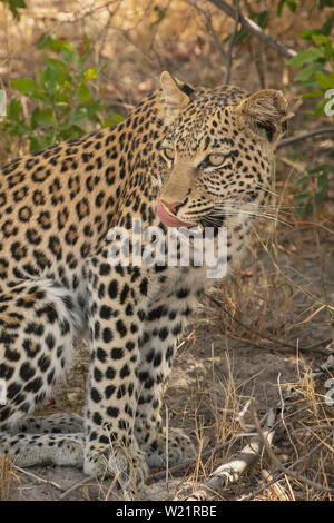 Junge Leopardin Jagd und Fang einer Banded mongoose Mungos Mungo in Mombo Botswana Stockfoto