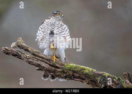 Eurasischen Sperber (Accipiter nisus) sitzt auf einem Ast, Sachsen-Anhalt, Deutschland Stockfoto