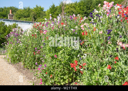 Der ummauerten Gärten von Titsey Ort Land Immobilien in Surrey, UK, an einem sonnigen Sommertag mit süssen Erbsen (Lathyrus Odoratus) Stockfoto