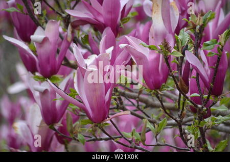 Dandenong Ranges National Park Olinda Victoria - Pflanzen und Blumen Stockfoto