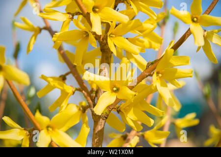 Schönen gelben Blumen auf Forsythia Bush Filialen auf eine Feder am Nachmittag Stockfoto
