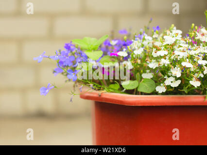 Blumentopf mit farbigen Blumen. bunte Blumen Stockfoto