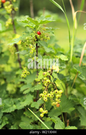 Fotos eines jungen Johannisbeere Busch im Garten wächst, Bauernhof. Wachsende Johannisbeeren. Grünen unreifen Johannisbeeren Beeren am Strauch. Beerensträucher auf dem Bauernhof Stockfoto