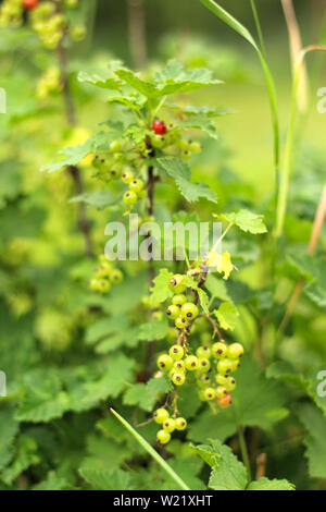 Fotos eines jungen Johannisbeere Busch im Garten wächst, Bauernhof. Wachsende Johannisbeeren. Grünen unreifen Johannisbeeren Beeren am Strauch. Beerensträucher auf dem Bauernhof Stockfoto