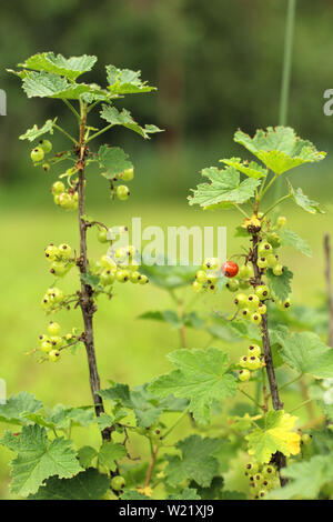 Fotos eines jungen Johannisbeere Busch im Garten wächst, Bauernhof. Wachsende Johannisbeeren. Grünen unreifen Johannisbeeren Beeren am Strauch. Beerensträucher auf dem Bauernhof Stockfoto