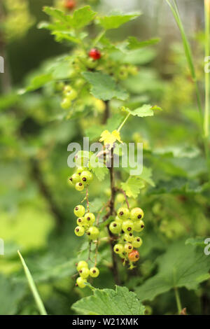 Fotos eines jungen Johannisbeere Busch im Garten wächst, Bauernhof. Wachsende Johannisbeeren. Grünen unreifen Johannisbeeren Beeren am Strauch. Beerensträucher auf dem Bauernhof Stockfoto