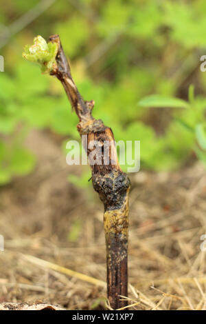Makro der Trauben Keimen im Boden über Gras Hintergrund bei sonnigen Sommertag Stockfoto