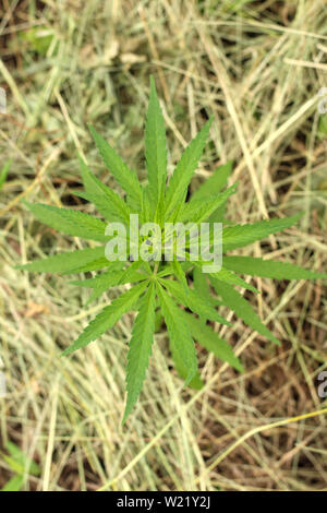 Close-up von Marihuana oder Cannabis Pflanzen auf industrieller Hanf Plantage, ganja Plantation canabis Farm. Marihuana Feld, Ansicht von oben Stockfoto
