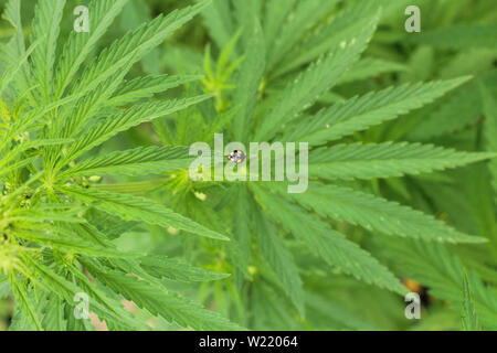 Close-up Marihuana Bush mit einem Bug auf ganja Blatt Stockfoto