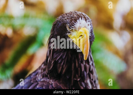 Schöne Nahaufnahme von einem Steller Seeadler. Wissenschaftlicher Name: Haliaeetus pelagicus. Stockfoto