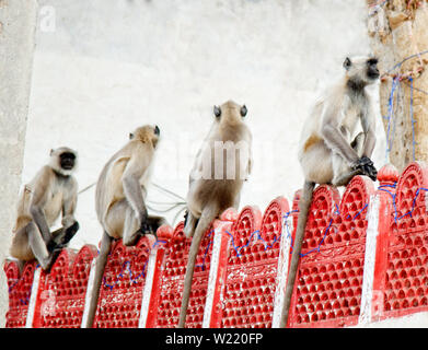 Langurs Hanuman in der Zeile auf Zaun in Indien sitzen, Packung mit Affen. Der hanuman Gottes Armee - fliegende Soldaten von Hanuman von vanara Rasse, monkey Parade Stockfoto