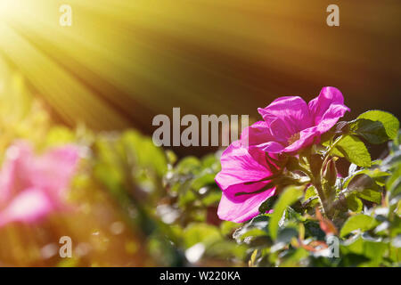 Wild Rose, ramanas Rose (Rosa rugosa Alba) blüht und füllt die Luft mit Duft den ganzen Sommer lang Stockfoto