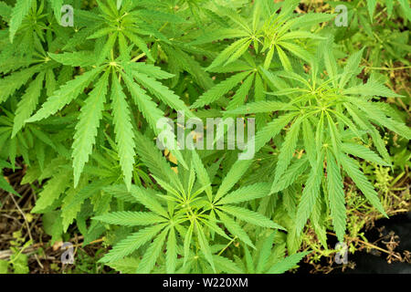 Close-up schön von Cannabis isoliert Hintergrund. Marihuana Blätter Pflanze, die Ansicht von oben. Stockfoto