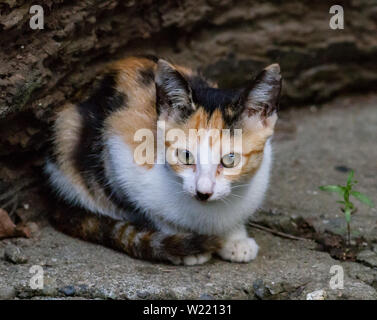 Katze mit zurück zu einem Rock starrend Stockfoto