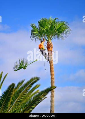 Lanzarote Puerto del Carmen trimmen Wedel auf der Palmen Stockfoto