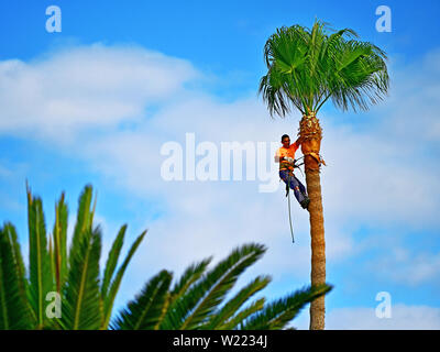 Lanzarote Puerto del Carmen trimmen Wedel auf der Palmen Stockfoto