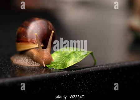 Big snail Achatina Essen grünes Blatt auf einem dunklen Hintergrund Stockfoto