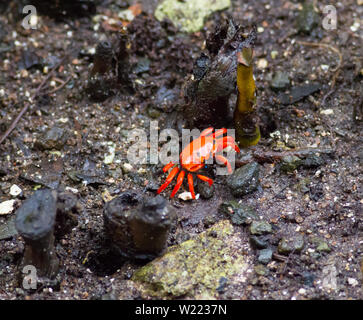 Red Mangrove crab kriechen entlang Mangrove Stockfoto