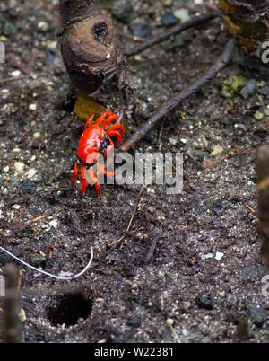 Red Mangrove crab kriechen entlang Mangrove Stockfoto