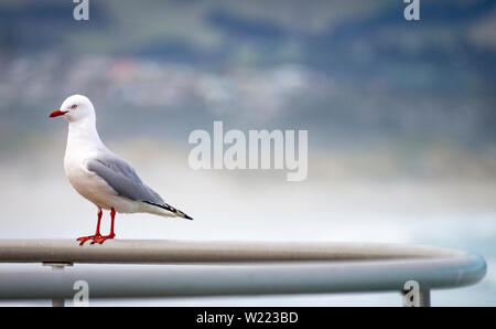 Red-billed Gull - Chroicocephalus scopulinus-native nach Neuseeland sitzt auf Geländer am Strand Stockfoto