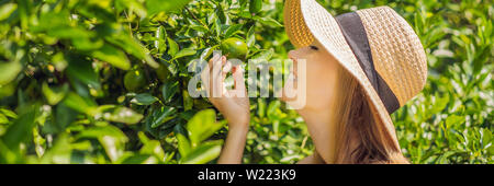 BANNER, LANGE FORMAT Portrait von attraktiven Bauer Frau Ernte Orange in Organic Farm, fröhliches Mädchen im Glück Emotionen beim Ernten Orangen Stockfoto
