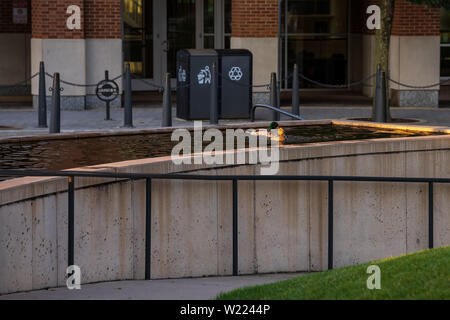 Zwei wilde Enten schwimmen in einem uptown Brunnen bei Sonnenaufgang Stockfoto