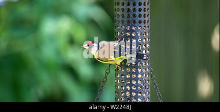 Ein Erwachsener Goldfinch Fütterung auf Sonnenblumen Herz aus einem Futterhaus in einem Garten in Alsager Cheshire England Vereinigtes Königreich Großbritannien Stockfoto