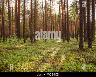 Sonnenlicht auf Bäume in einem Kiefernwald bei Sonnenuntergang. Sommer Natur Landschaft. Stockfoto